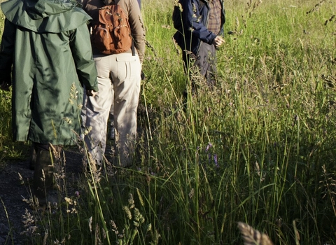 Wildflower walk