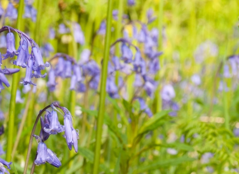 Bluebell