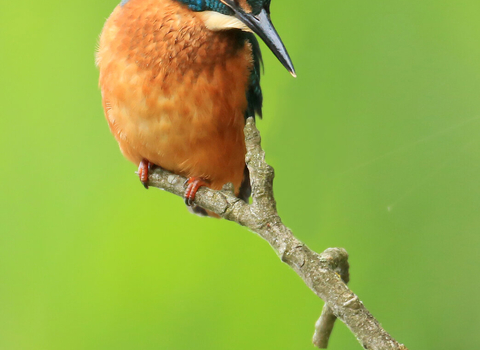 Kingfisher