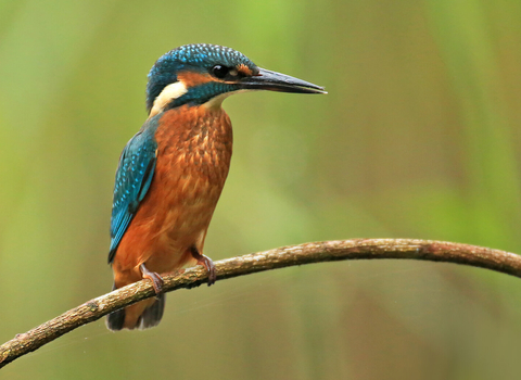 Kingfisher