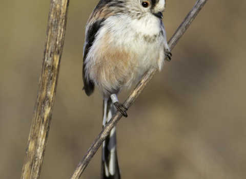 Long tailed tit