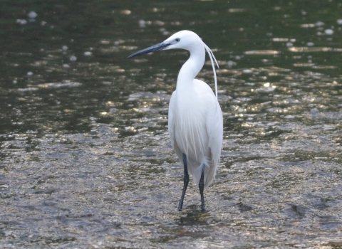 Little Egret