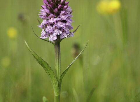 Common spotted orchid