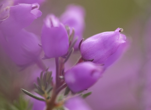Close-up of Bell heather