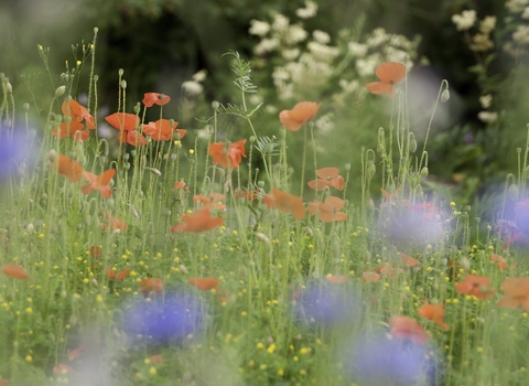 Wildflower meadow