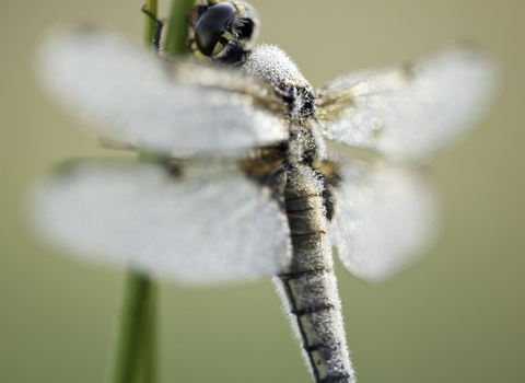 Four-spotted chaser dragonfly