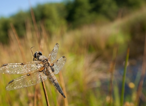 Four-spotted chaser