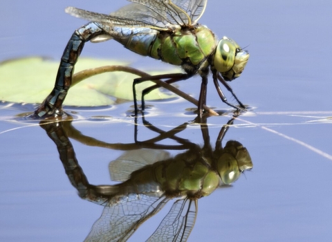 Emperor dragonfly