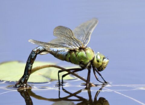 Emperor dragonfly