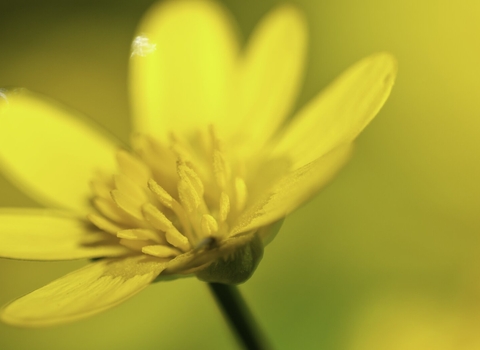 Lesser Celandine