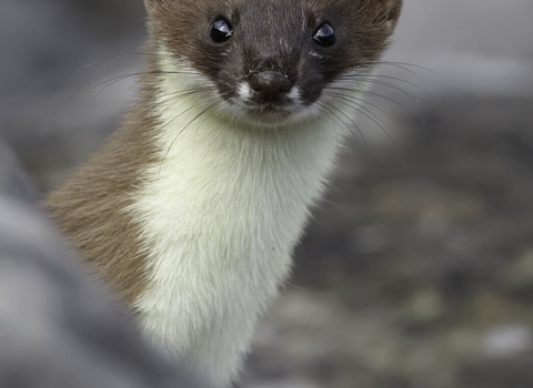 Stoat