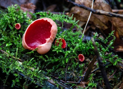 Scarlet Elf Cup