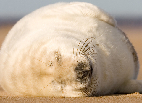 Grey seal pup