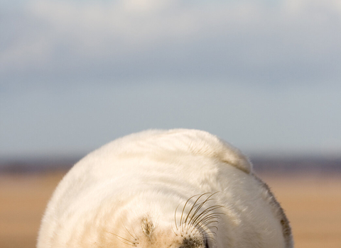 Grey seal pup