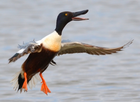 Shoveler