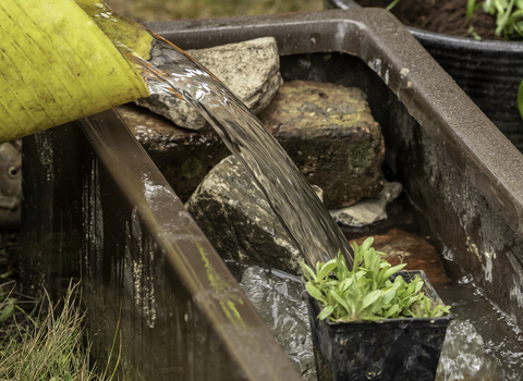 Pouring water into a mini wildlife pond made from an old trug