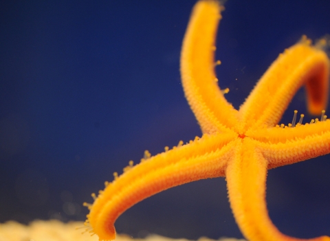 Starfish species