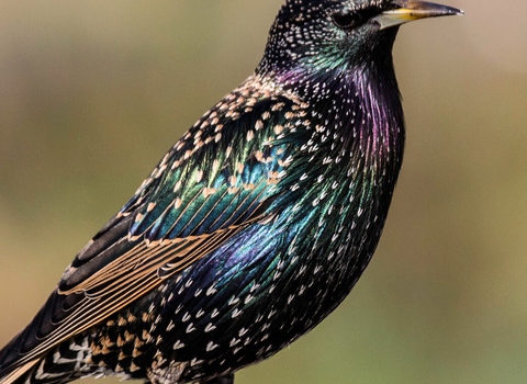 Starling