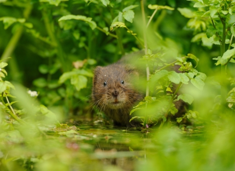 Water Vole