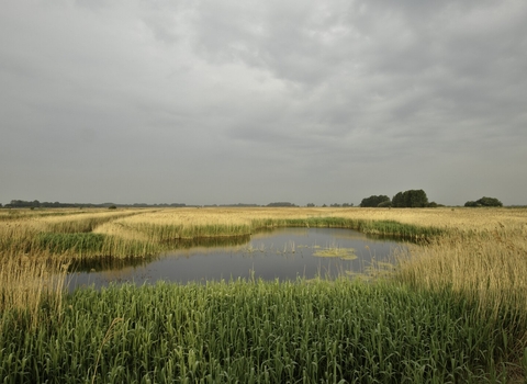 Lowland fen  The Wildlife Trusts