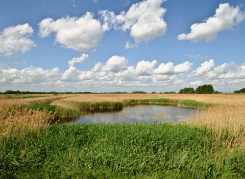 Lakenheath Fen RSPB Reserve, Suffolk