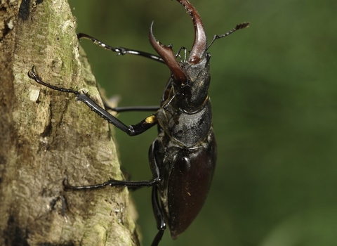 Stag Beetle