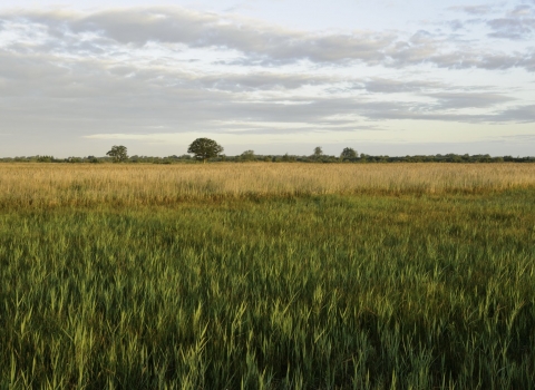 Wicken Fen, Cambridgeshire