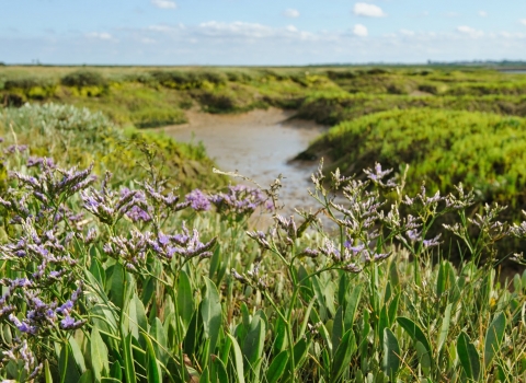 Coastal realignment, Abbotts Hall Farm, Essex