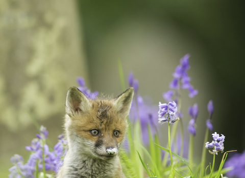 Urban churchyard fox cub