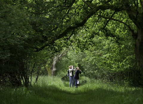 Woodland walk