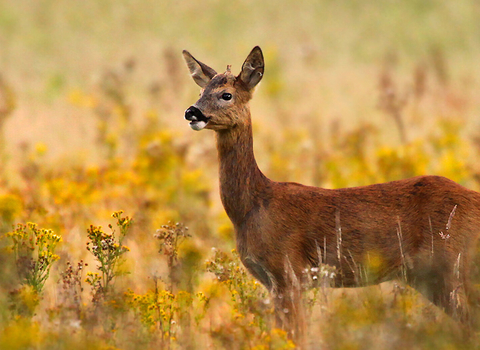 Roe deer