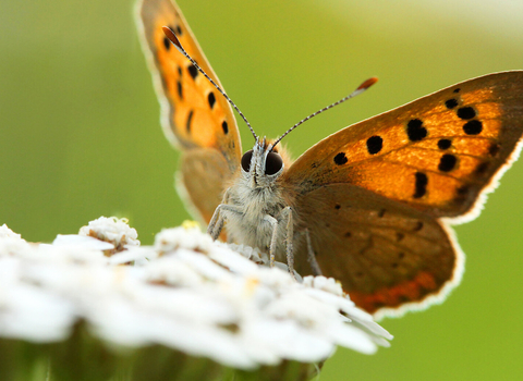 Small copper