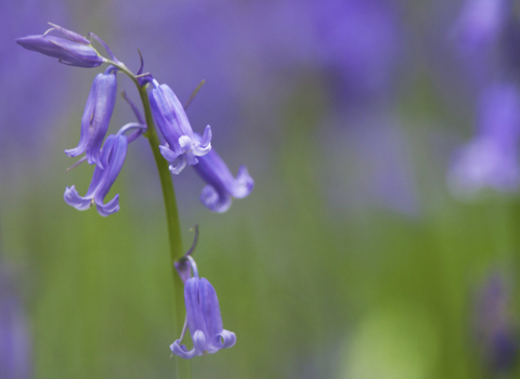 Bluebells