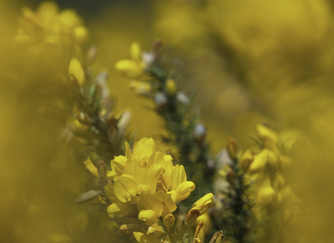 Gorse