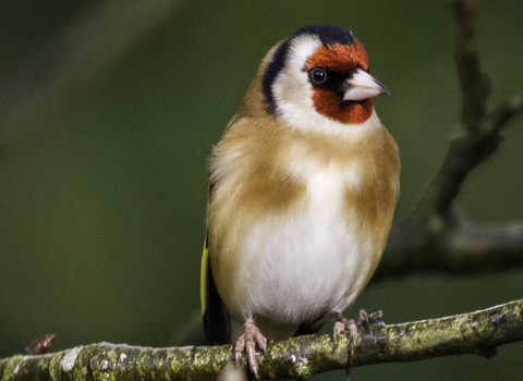 Goldfinch