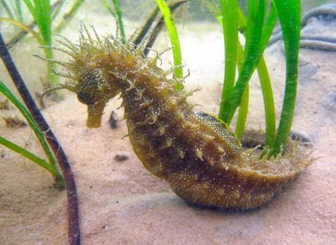 Spiny seahorse