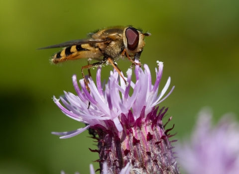 Hoverfly