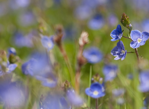 Germander speedwell