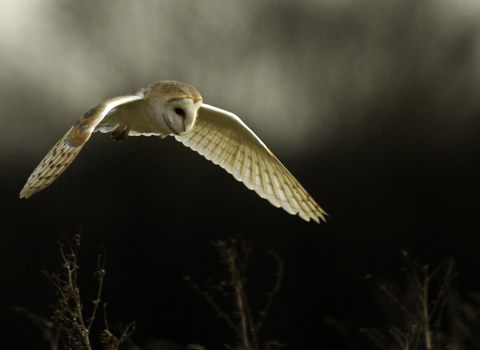 Barn owl