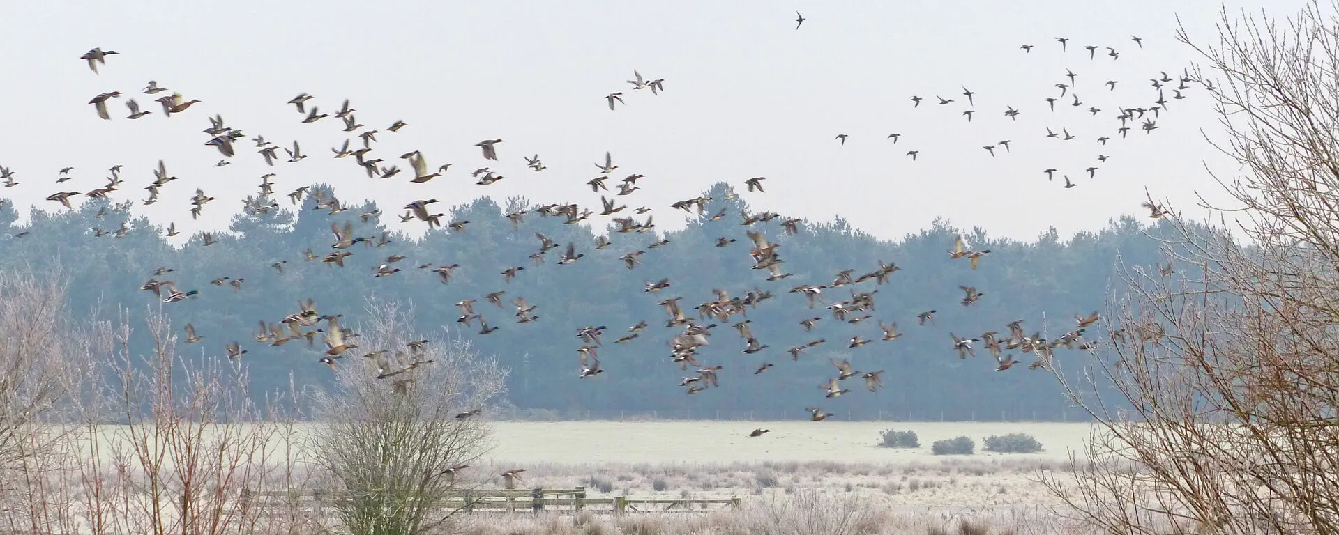 Wildfowl over a winter lake at Woodhall Spa Airfield, photographed by Robert Enderby